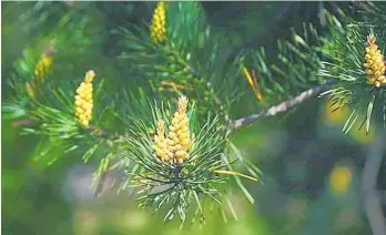  ?? ?? Pine pollen is the fine yellow powder released by pine trees every spring.