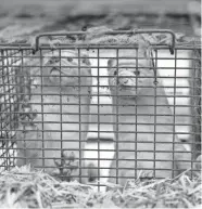  ?? OLE JENSEN/GETTY IMAGES ?? Minks at farmer Stig Sørensen’s estate in Bording, Denmark, where all minks must be culled due to a government order.