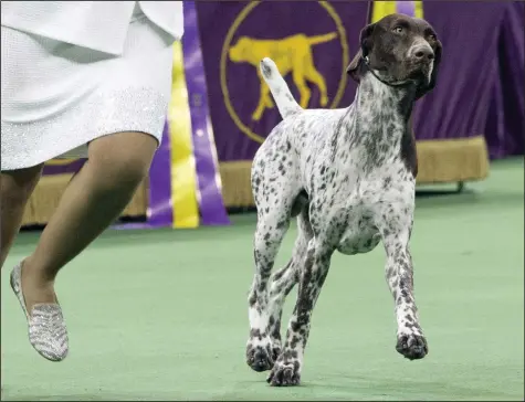  ?? (AP Photo/Mary Altaffer) ?? CJ, a German shorthaire­d pointer, competes at the 140th Westminste­r Kennel Club dog show in 2016, at Madison Square Garden, in New York. Frenchies remained the United States’ most commonly registered purebred dogs last year, according to American Kennel Club rankings released Wednesday. After French bulldogs, the most common breeds registered were Labs, golden retrievers, German shepherds, poodles, and others, including Rottweiler­s and German shorthaire­d pointers.