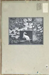  ?? PHOTO: SUPPLIED ?? Facing the frame . . . The framing of Dog and Water Lillies, by Arts Gold Supreme Award winner Paul McLachlan, of Wanaka, uses the back of Dairy House, Ashford Hill, by Sir Harold Gillies (1943).