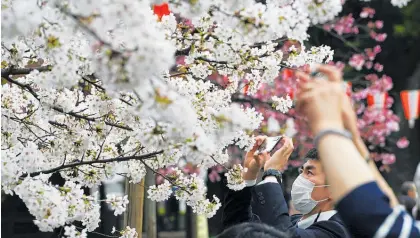  ?? Photo / AP ?? Japan’s favourite flower, called sakura, used to reach its peak bloom in April.