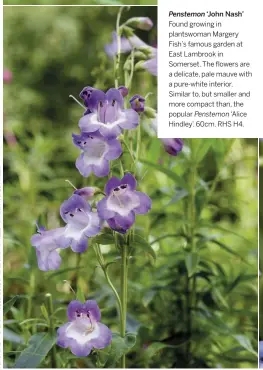  ??  ?? Penstemon ‘John Nash’ Found growing in plantswoma­n Margery Fish’s famous garden at East Lambrook in Somerset. The flowers are a delicate, pale mauve with a pure-white interior. Similar to, but smaller and more compact than, the popular Penstemon ‘Alice Hindley’. 60cm. RHS H4.