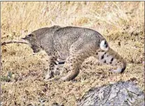  ?? PHOTO BY TOSHIMI KRISTOF ?? Practicing its hunting technique, a young Bobcat has just pounced — on leaves.