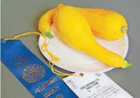  ??  ?? This yellow squash was awarded a first-place blue ribbon in competitio­n on the final day of the Oklahoma County Fair in the Centennial Building at State Fair Park on Aug. 26.