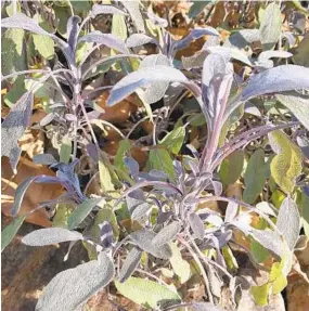  ??  ?? Purple sage is hardy but will brown and go dormant after a deep freeze.