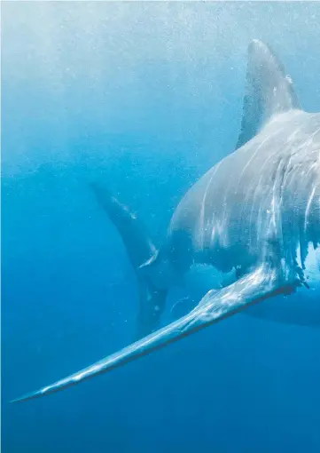  ??  ?? A great white shark (not featured in photo) off Palm Beach gave two teenage surfers a fright on Christmas Day and cleared the beach. The predator was sighted near the new artificial reef.