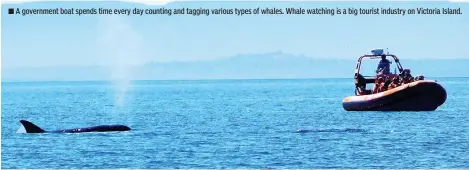  ?? Photo courtesy George Smith ?? ■ A government boat spends time every day counting and tagging various types of whales. Whale watching is a big tourist industry on Victoria Island.