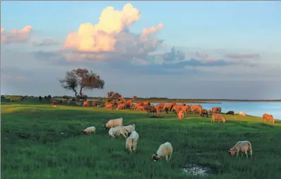  ?? ZHU WANCHANG AND ZHANG JINGFENG / FOR CHINA DAILY ?? Top: Xianghai National Nature Reserve in Tongyu county, Jilin province, is an important wetland for migratory birds. Above: Sheep graze at the nature reserve, damaging the local ecosystem.