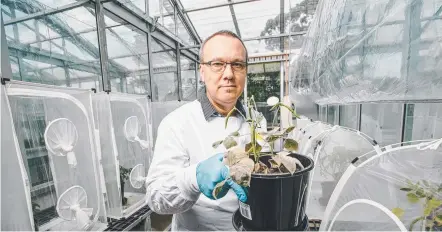  ?? Picture: USQ ?? BREAKING THE MOULD: USQ Professor Levente Kiss leads a team that catalogued powdery mildew.