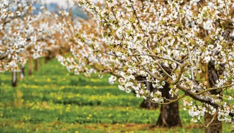  ?? Foto: Swen Pförtner, dpa C‐Spitze Bayern 149,2. ?? An die Kirschblüt­en sollten noch alle Insekten rankönnen, damit die Bestäubung stattfinde­t. Danach aber brauchen die Bäume ein Schutznetz.