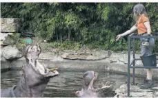  ?? FOTO: ZOO AMNÉVILLE ?? Fütterung bei den Flusspferd­en.