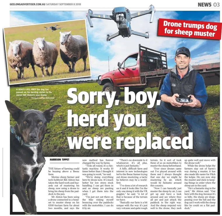  ?? Pictures: GLENN FERGUSON ?? A DOG’S LIFE: Pilch the dog has passed on his herding duties to his owner Bill Alston’s new drone.