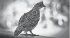  ?? ALAIN AUDET/PIXABAY ?? Ruffed grouse are listed as a “species of concern” in Ohio. If their population continues to decline, they will be considered a threatened species.