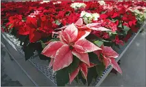  ?? Associated Press photo ?? This 2003 file photo shows hundreds of experiment­al poinsettia­s in colours of pink, red, white and even polka dot patterns, filling the University of Maryland Research Greenhouse Complex in College Park, Md. Pointsetti­as are not nearly as poisonous as...