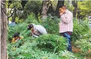  ?? KATE LINTHICUM LOS ANGELES TIMES ?? For nine months, marijuana activists have maintained a cannabis garden outside Mexico’s Senate building.