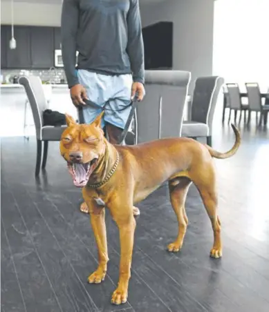  ??  ?? Broncos defensive back Bradley Roby stands with his dog, Nino, in his Parker kitchen on Tuesday. Like his owner, Nino seems to have attitude. Photos by AAron Ontiveroz, The Denver Post