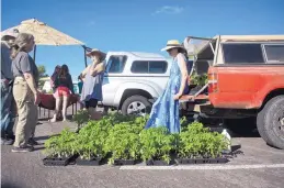  ??  ?? Tisporah Nephesh leans against her friend Mirna Seidel’s truck, surrounded by heirloom tomato seedlings she’s selling at the Los Ranchos Growers’ Market.