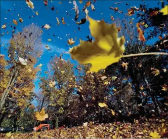  ?? The Canadian Press ?? Park workers use a tractor with a industrial leaf blower to pile up fall leaves at High Park in Toronto.