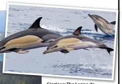  ??  ?? Glorious: The Lagoa de Santiago on Sao Miguel Island in the Azores. Above: Playful dolphins off the coast