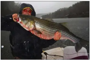  ?? (Submitted photo) ?? The author hoists a 42-pound striped bass he caught in December 2015 while fishing near Hot Springs with his daughter Amy and guide Ron Waymack. It was one of only two fish caught that day, but they were lifetime trophies for both.