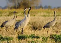  ?? PHOTO: NICK UPTON/RSPB-IMAGES.COM ?? Young common cranes.