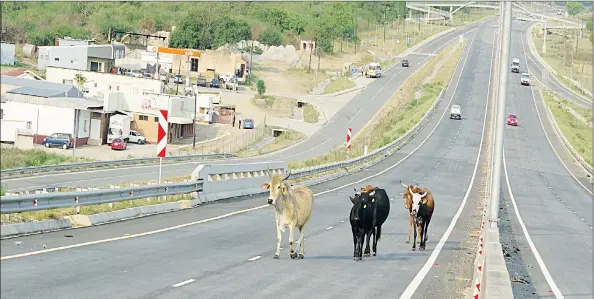  ?? (Pic: Sicelo Maziya) ?? Stray cattle on the Siteki-Mnazini main road.
