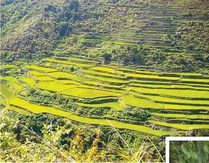 ??  ?? The rice terraces of Bugnay in Kalinga.