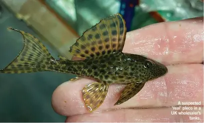  ??  ?? A suspected ‘real’ pleco in a UK wholesaler’s tanks.