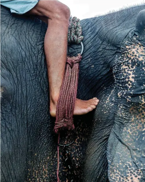  ??  ?? CHITWAN NATIONAL PARK, NEPAL
A mahout and elephant by Carol Sachs, August/ September 2016