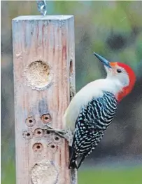  ?? DREW MONKMAN ?? Birders tallied a record 25 red-bellied woodpecker­s on this year’s Peterborou­gh Christmas Bird Count.