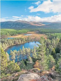  ?? ?? TREE COVER: Scottish Forestry has released a strategy to maximise the benefits from our woodlands.