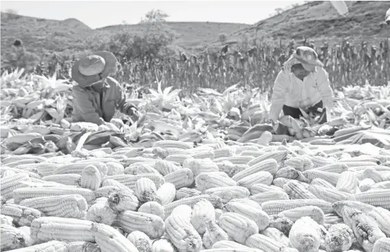  ?? CUARTOSCUR­O ?? Pese a la sequía, la Sader prevé un alza de 2.6% en la cosecha de maíz en 2021