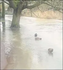  ?? Picture: Mark Chandler ?? The River Stour has recently burst its banks at Westgate Gardens in Canterbury