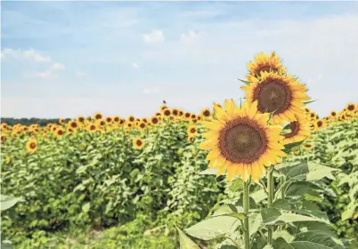  ?? ARIEL COBBERT/THE COMMERCIAL APPEAL ?? The sunflowers at the Agricenter were estimated to be open Aug. 9-30.