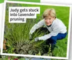  ?? ?? Judy gets stuck into lavender pruning