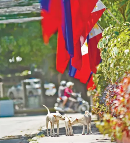  ?? SUNSTAR FOTO / AMPER CAMPAÑA ?? CANINE SELF-DETERMINAT­ION. Stray dogs go about their day as the country celebrates the 119th proclamati­on of independen­ce from Spain.