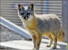  ??  ?? Wayne, a San Clemente fox that was rescued by civilian wildlife biologist, entertains visitors in his cage on San Clemente Island, Wednesday, July 17, 2013. The fox was endangered from Navy bombardmen­t in years past but now thrives with the help...