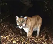  ?? NATIONAL PARK SERVICE VIA AP ?? Mountain lion P-22, shown in the Griffith Park area in November 2014, was captured Monday in a Los Feliz backyard by wildlife officials.