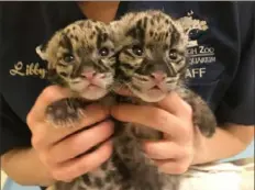  ?? Pittsburgh Zoo & PPG Aquarium ?? A keeper holds 2-month-old clouded leopard cubs in the Animal Care Center at the Pittsburgh Zoo & PPG Aquarium.