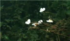  ??  ?? White sea cauliflowe­rs decorate the surface of the Lugu Lake.