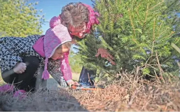  ?? MICHAEL SEARS / MILWAUKEE JOURNAL SENTINEL ?? Debbie Kraehnke and her granddaugh­ter, Kenzie Stark, 4, both of Fort Atkinson, cut a spruce tree for Christmas at Riehle's Tree Farm in Dousman. Riehle's has been selling Christmas trees for 50 years.