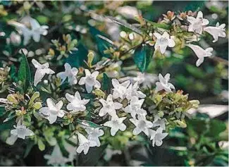  ?? Peter A. Hogg ?? Abelia is a must for Southern gardens.