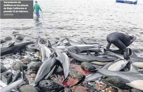 ?? /CORTESIA ?? Varamiento de delfines en las playas de Baja California el pasado 13 de febrero.