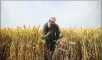  ?? ?? Wheat is a key commodity in Egypt, where about 70 million of its 104 million people depend on state-subsidised bread for their survival.