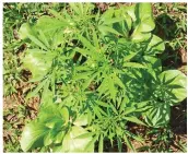  ?? ?? A marijuana plant that was found planted in a cabbage farm.