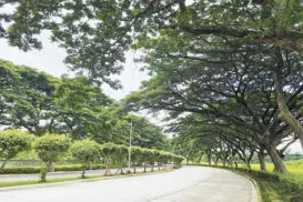  ?? ?? Age-old Acacia trees line the wide avenues of Savannah in Iloilo City.