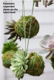  ??  ?? Kokedama suspended plants are the latest trend