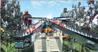  ?? TOM MORRISON ?? Ricardo Espute and Nevrol Jackson work at Delhaven Orchards in Blenheim, using a $105,000 picking aid that was brought in from Italy. The orchard produces 22 varieties of apples.