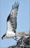  ?? DESIREE ANSTEY/JOURNAL PIONEER ?? Osprey is a large bird of prey with a diet almost exclusivel­y made of fish.