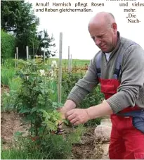  ??  ?? Arnulf Harnisch pflegt Rosen und Reben gleicherma­ßen.